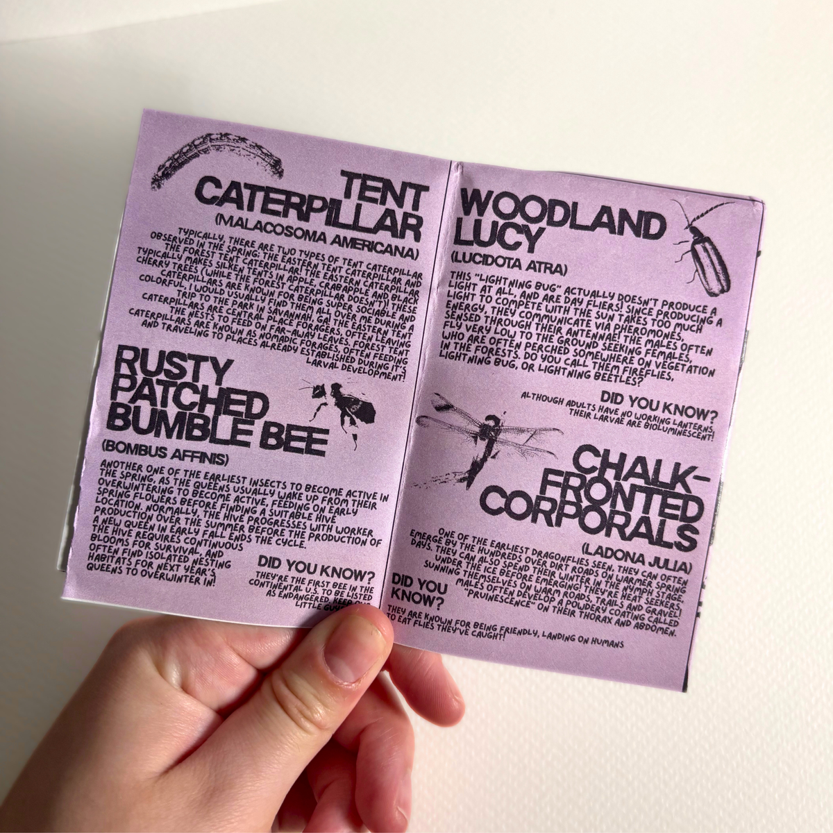 "spring entomolgy" zine